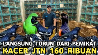 Download lagu MELIMPAH RUAH || HARGA OBRAL KACER DAPUT JTN 160 RIBU MURAI JTN 600 RIBUAN DI PASAR BURUNG PRAMUKA mp3 Download lagu MELIMPAH RUAH || HARGA OBRAL KACER DAPUT JTN 160 RIBU MURAI JTN 600 RIBUAN DI PASAR BURUNG PRAMUKA mp3