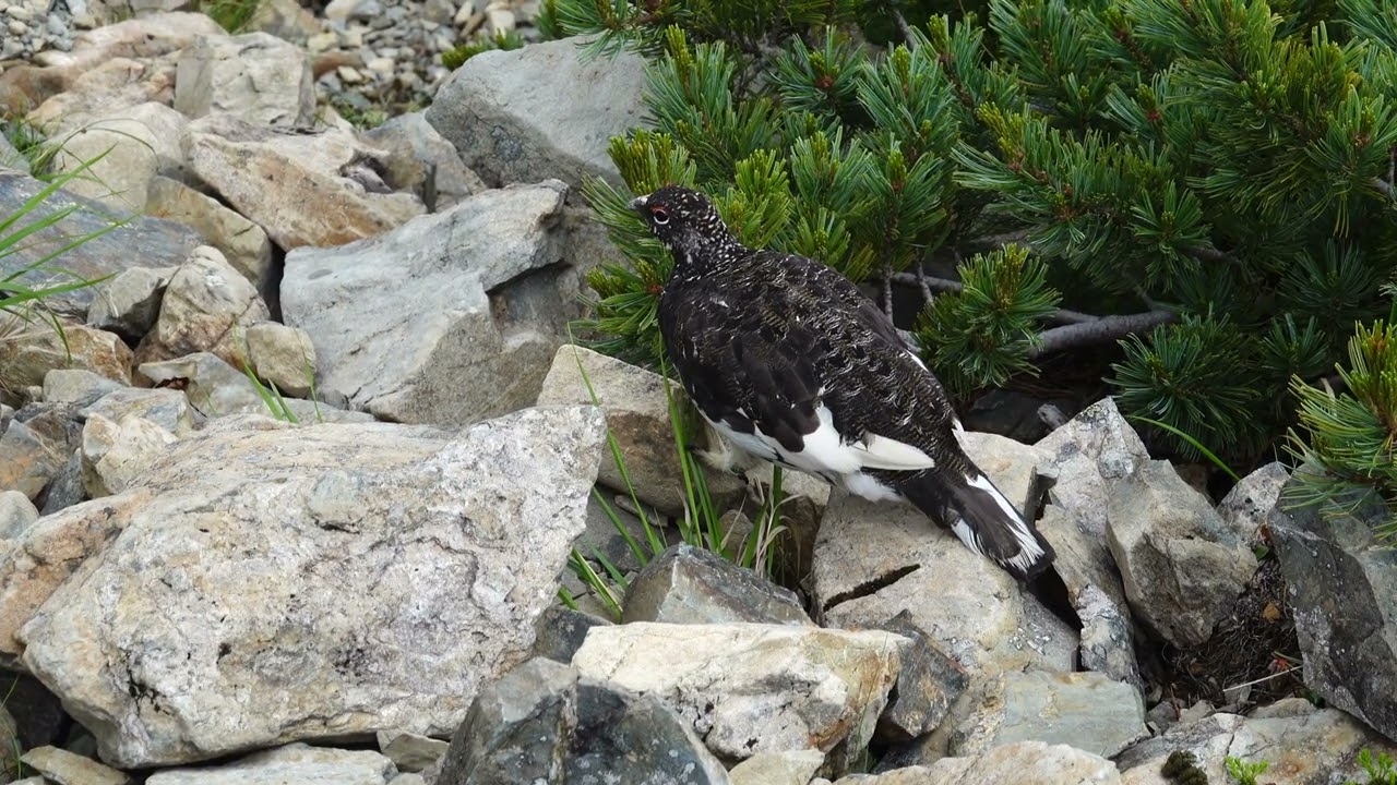 仙丈ヶ岳の雄雷鳥