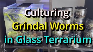 Culturing Grindal Worms in Clear Glass Terrarium