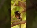 Mynah Shorts Wildlife Nature Birds Video Mynah
