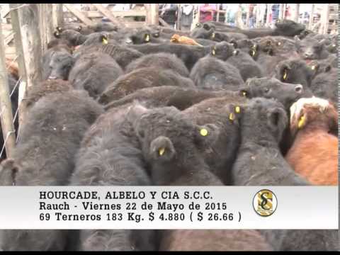 22-05-15 Venta de Machos - Hourcade, Albelo y Cia S.C.C. - Rauch.