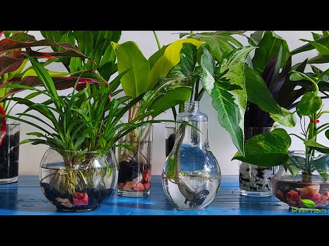 , title : '10 Amazing Indoor Plants That Grow Only In Water without much maintenance//GREEN PLANTS'