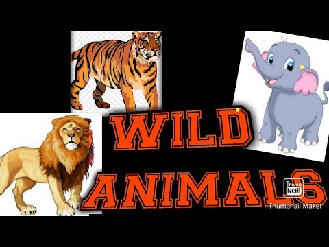 Wild Animals | How To Identify Wild Animals | Kids Fun Game With Animals