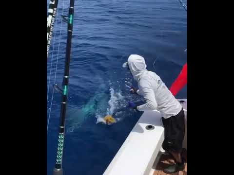 Raisin’ that blue marlin flag | Husband with the marlin release in Key West, Florida
