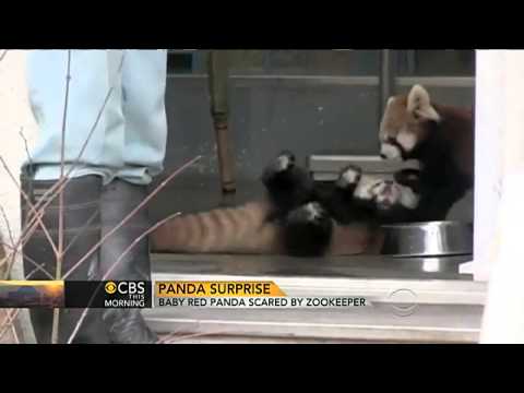 Baby red panda scared by zookeepers