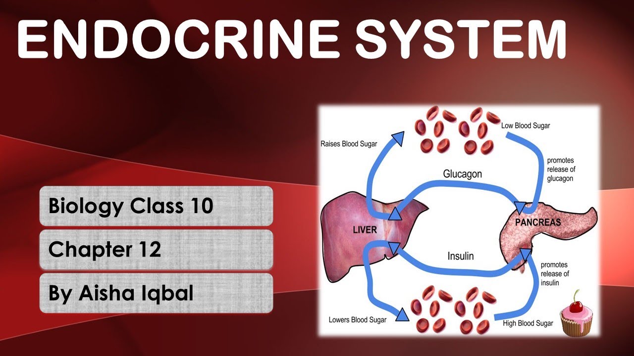 Endocrine System