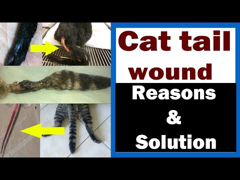 Common Cat Tail Injuries // Reasons & Solution // Vet Furqan Younas