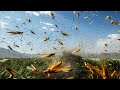 How Locusts Evolved To Swarm