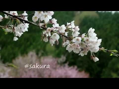 Sakura | Visit KAZUNO & KOSAKA