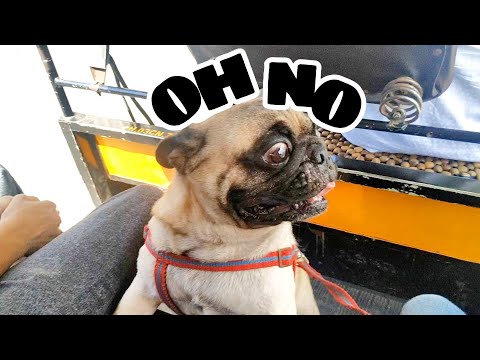 AN EXTREME PUG TRANSFORMATION! + PETZANIA REVIEW