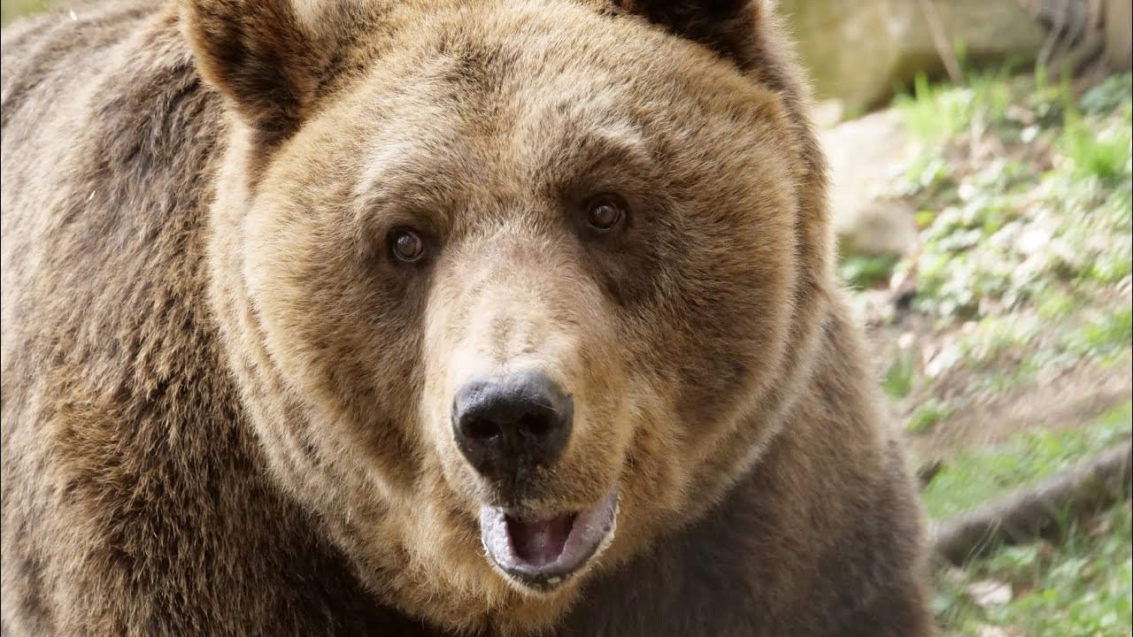 L’ORSO MARK CAMBIA VITA: IL CUORE A MILLE