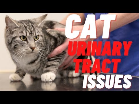 Cat Urinary Tract Issues and Bacterial Infections