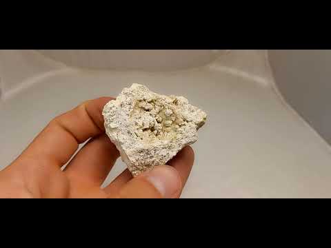 CORAL FOSSIL Stylina subornata  - Upper Jurassic - Wierzbica quarry- POLAND 1G75