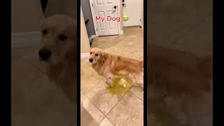 My Friends Dog vs My Dog 🐩😂