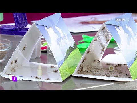 Marianne Jäger - Motten