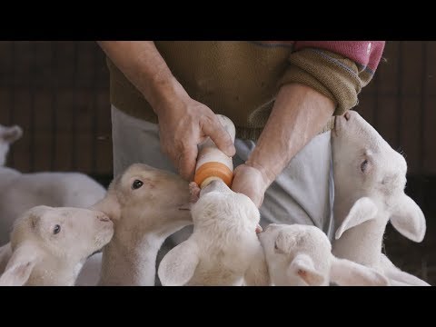 Custodi del Territorio - La storia di Tobia