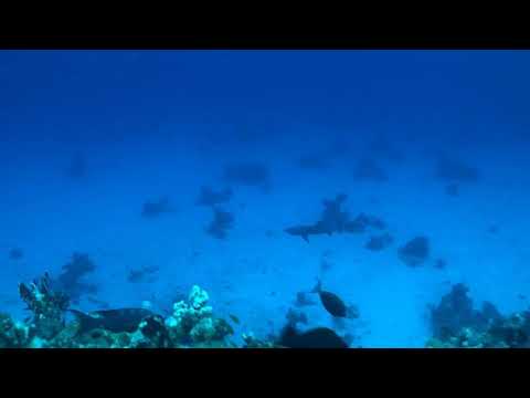 Weißspitzenriffhai am Shaab Zabargad