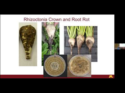 Sugarbeet Research Reporting Session - January 11th, 2022 - Session #4