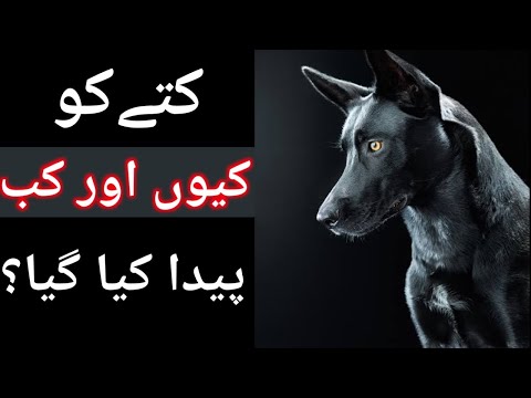 کتا کب اور کیسے پیدا ہوا؟