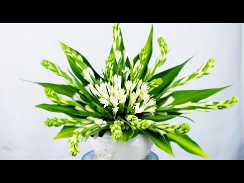 Cách cắm hoa để bàn thờ bình hoa huệ để bàn thờ đơn giản chi tiết nhất 
