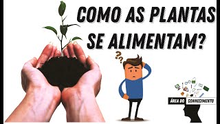Como Se Chamam Os Seres Que Produzem Seus Próprios Alimentos