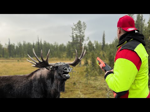 Moose and bear driven hunt in Lapland | Drone captures incredible scenes | Sweden