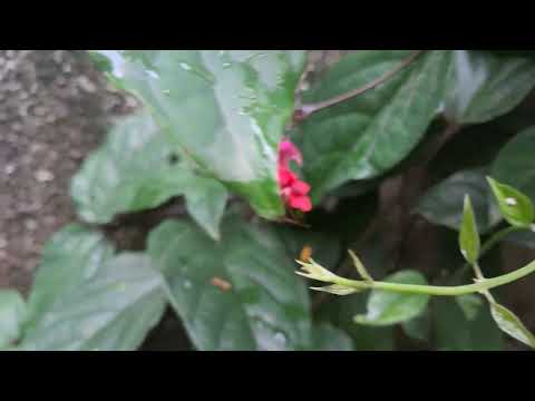Beautiful Pink small flowers#Garden#Flowers#