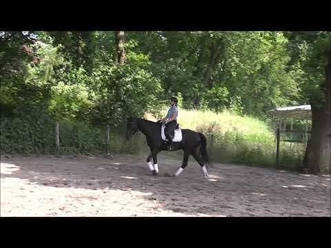 DARK Diamond 5j. v. Dante Weltino - Don Frederico VB 12.000,- Euro