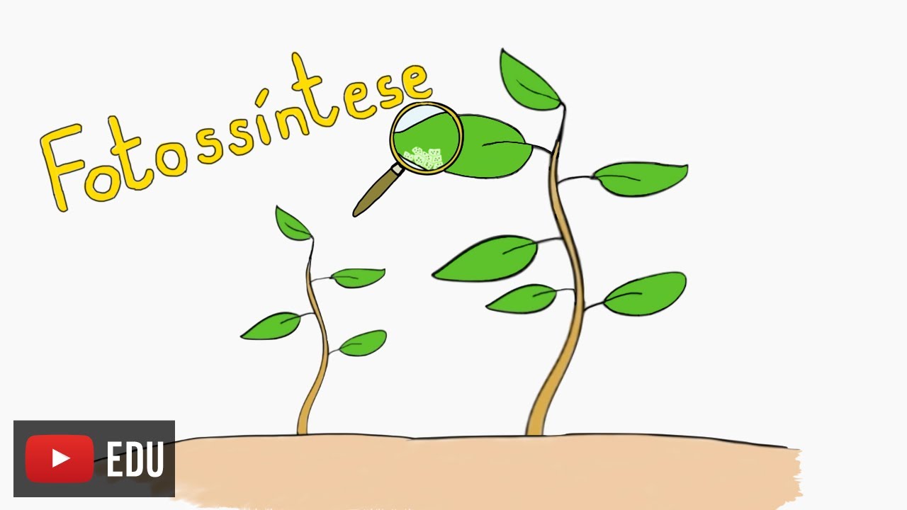 Como as plantas produzem alimento para crescer? #InstanteBiotec 81