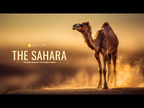 SAHARA – The Desert Where Only the Strongest Survive | Wildlife Documentary