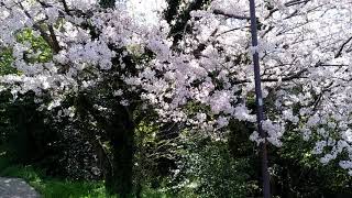 V 20210327 121638 vHDR Auto