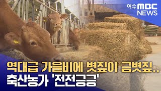 역대급 가을비에 볏짚이 금볏짚.. 축산농가 '전전긍긍' -R (251127목/뉴스투데이)