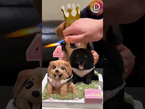 This Doggy is very Lucky on his Birthday | But what's so special 😳🫡 #respect #shorts #ytshorts