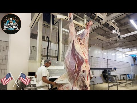 How American Ranchers Raise And Processing 30,1 Million Beef Cattle - Processing Factory