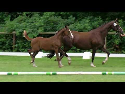 Hf v Benicio x Sir Donnerhall 2016