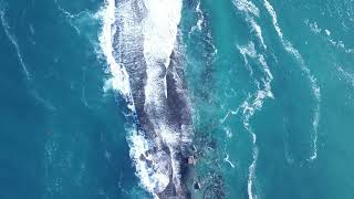 October 2nd - True Paschal Lamb