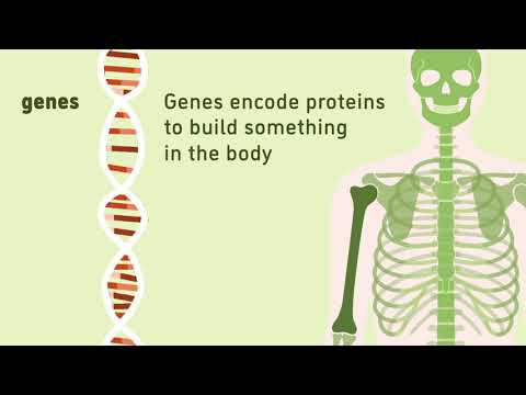 What are genes? | Animation | Minute to Understanding | The Jackson Laboratory
