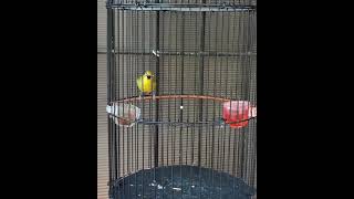 Download lagu pleci nembak nyepid variasi bikin gacor mp3