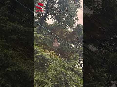 Reportan oso perezoso sobre cables en la Avenida 10, a la altura del Parque del Agua en Los Patios