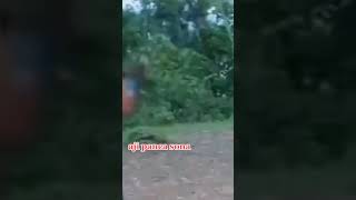 Download lagu Aji Pancasona..#short👍 mp3