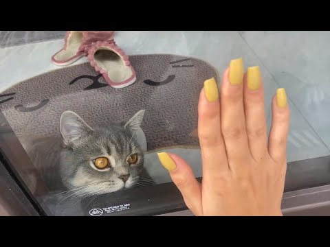 How Touching The Cat's Farewell Scene With His Owner
