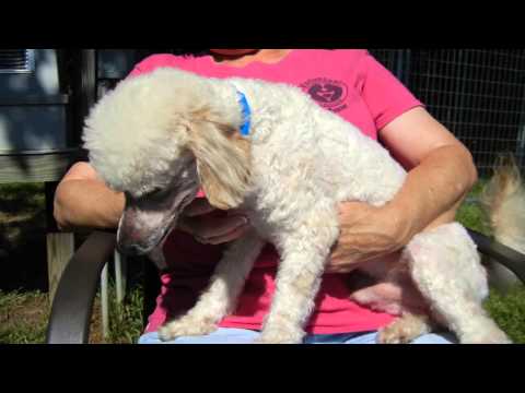 Dirk, an adopted Poodle in Houston, TX_image-1