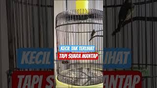 Download lagu sikatan kepala abu mp3