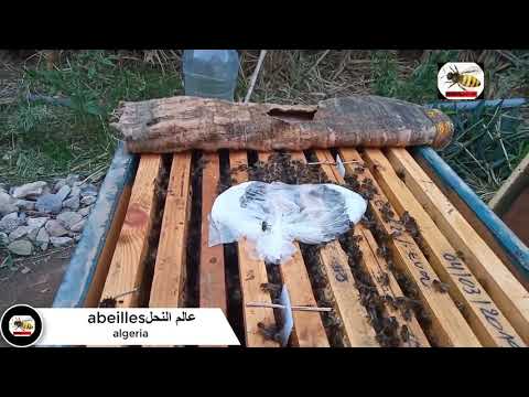 , title : 'أعمال النحال بعد جني العسل/الاعتناء بالنحل قبل فصل الخريف'