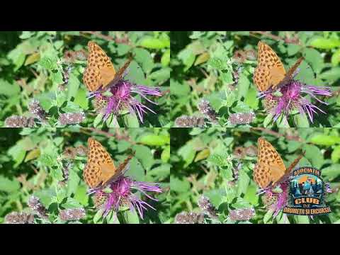 Hiking on the Ruins Trail, Ungur Valley, Vâlcan Mountains
