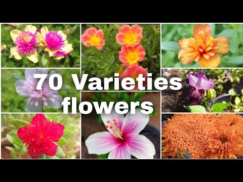 70 Varieties flowers 🌼🌺🌻