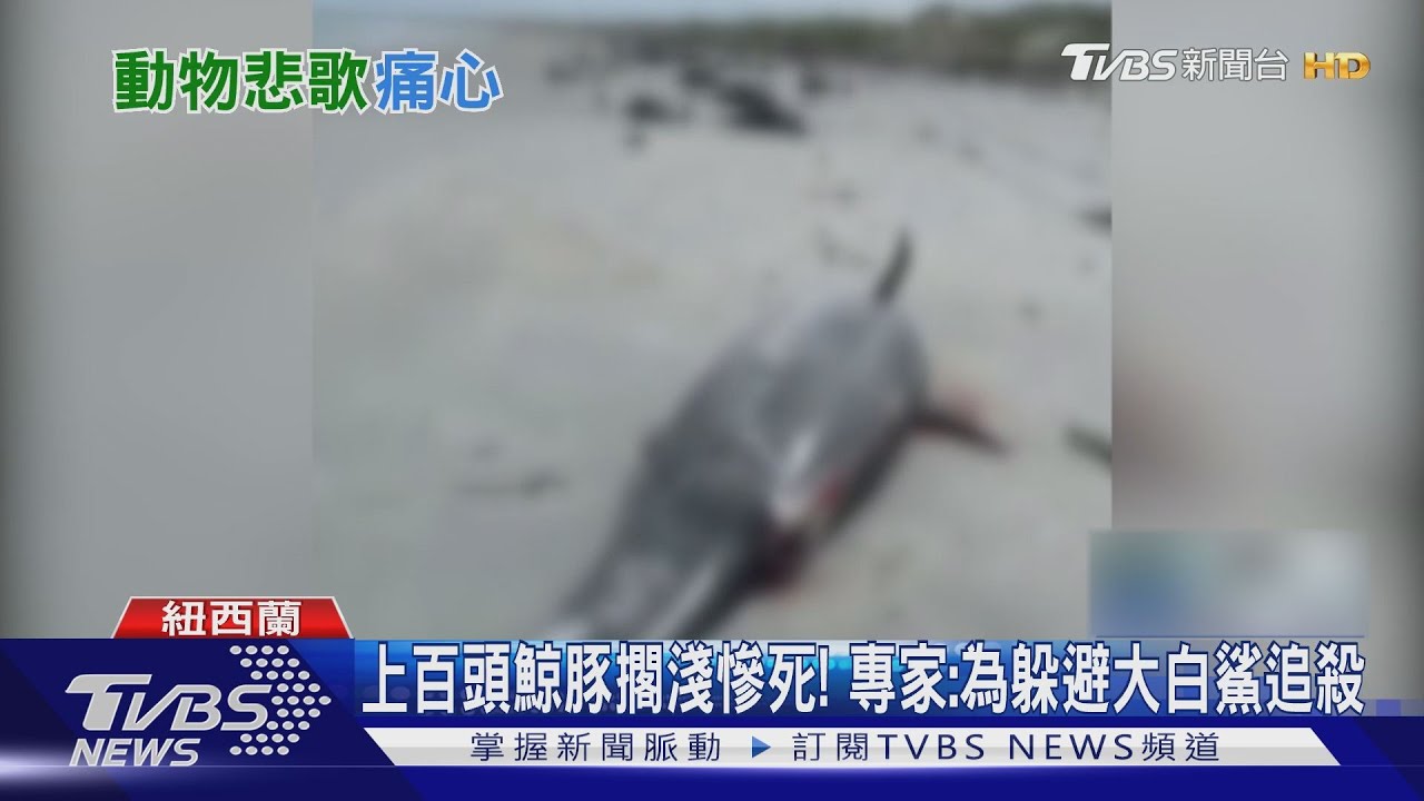 上百頭鯨豚擱淺慘死! 專家:為躲避大白鯊追殺