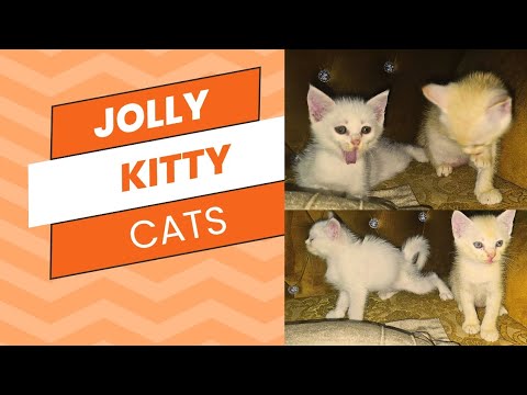 Playful Kittens 😸  | #Cats #animals #sultanasarmad