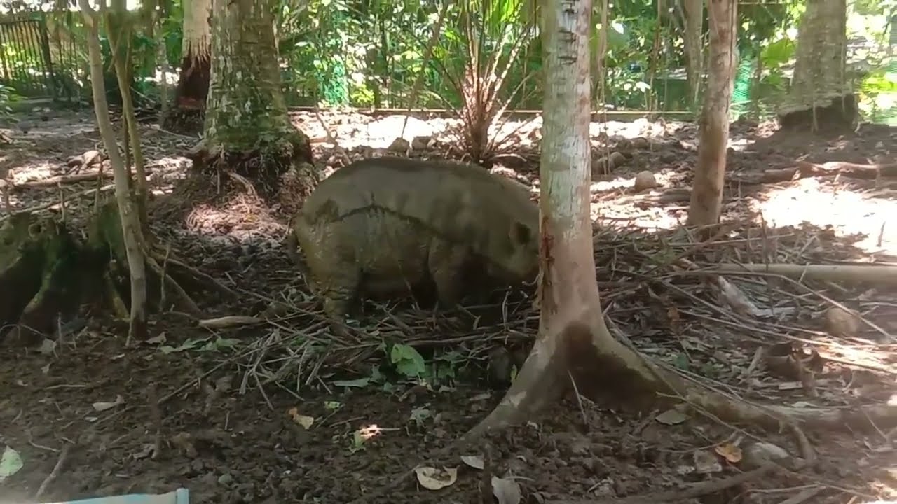 Using of Native Pigs for land clearing