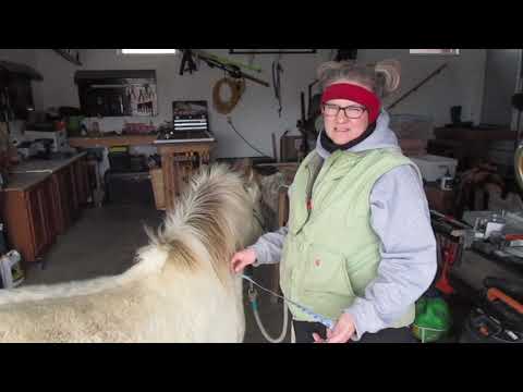 How to measure your miniature horse for the weight formulas.